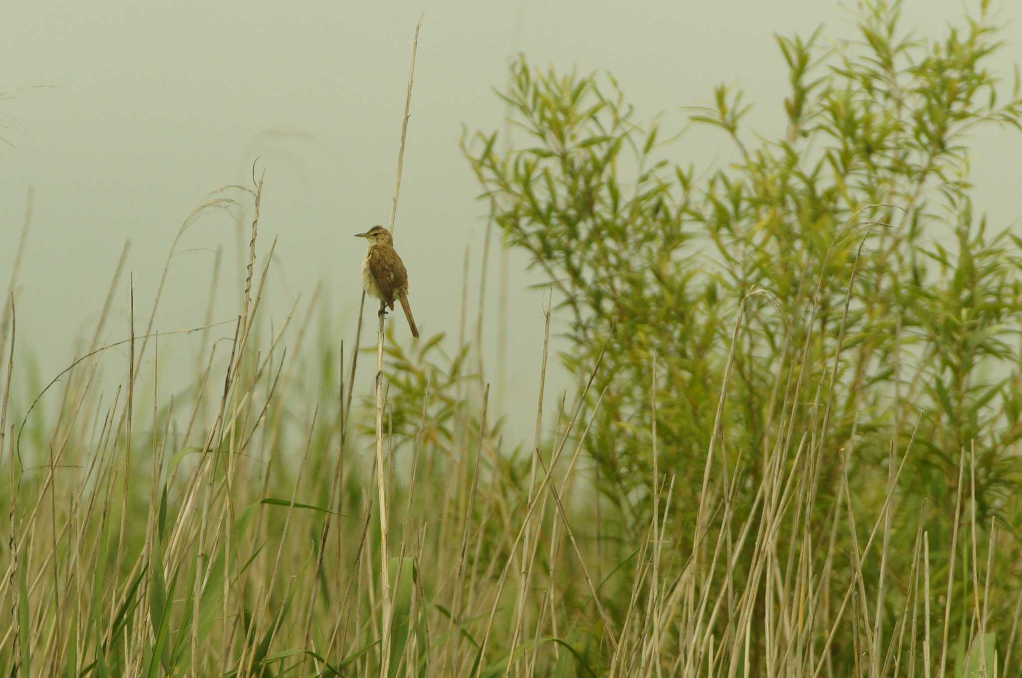 Oriental Reed Warbler