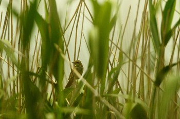Oriental Reed Warbler 浮島ヶ原自然公園 Wed, 7/17/2019