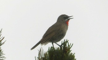 2019年7月20日(土) 旭岳(展望台)の野鳥観察記録