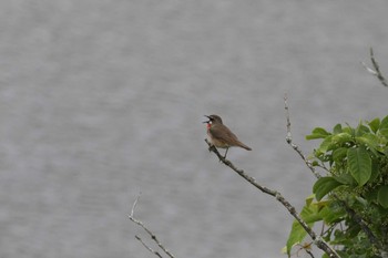 Siberian Rubythroat 春採公園 Mon, 7/15/2019