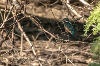 Sat, 7/20/2019 Birding report at 市民鹿島台いこいの森