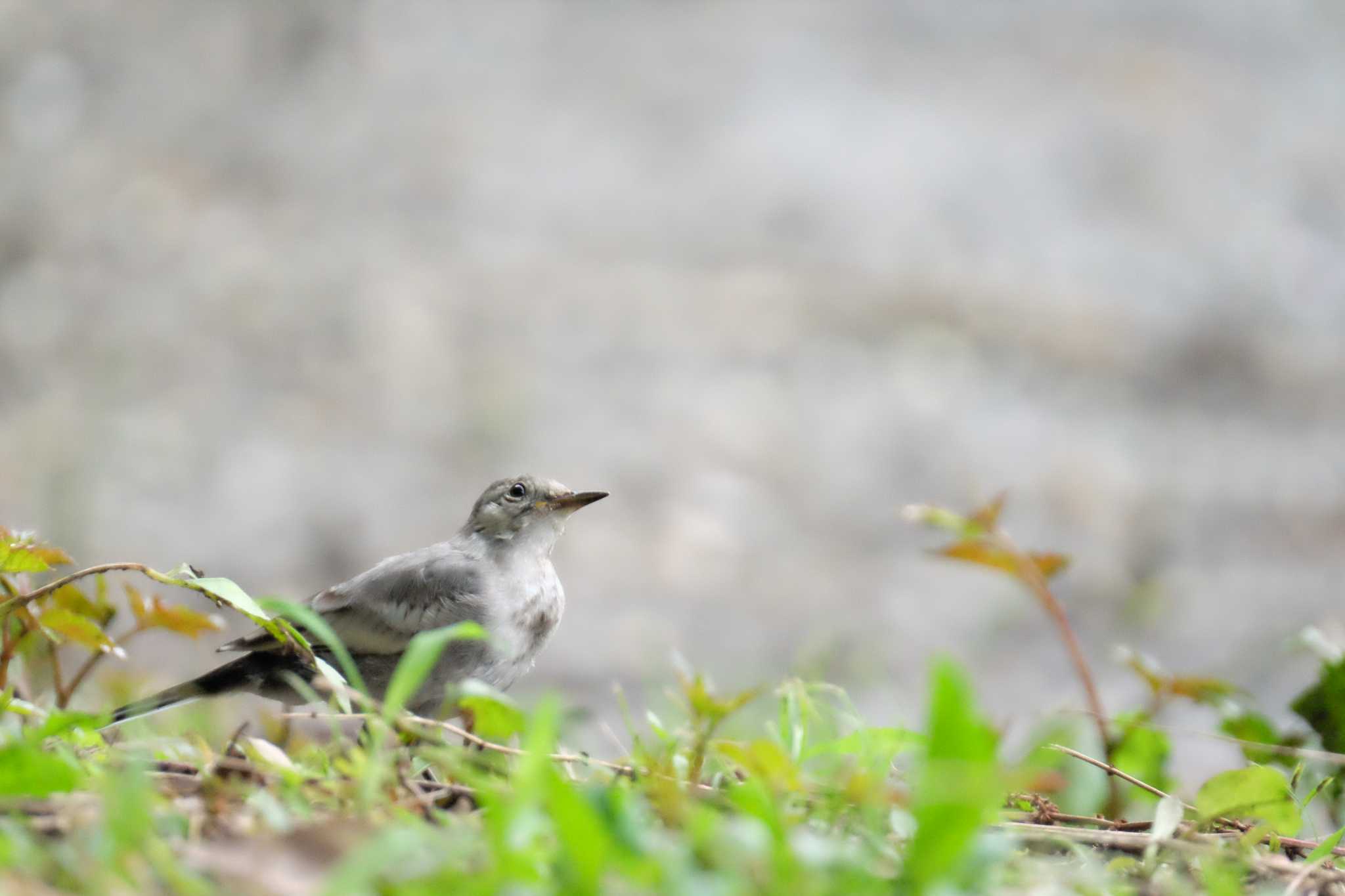 葛西臨海公園 ハクセキレイの写真 by toru