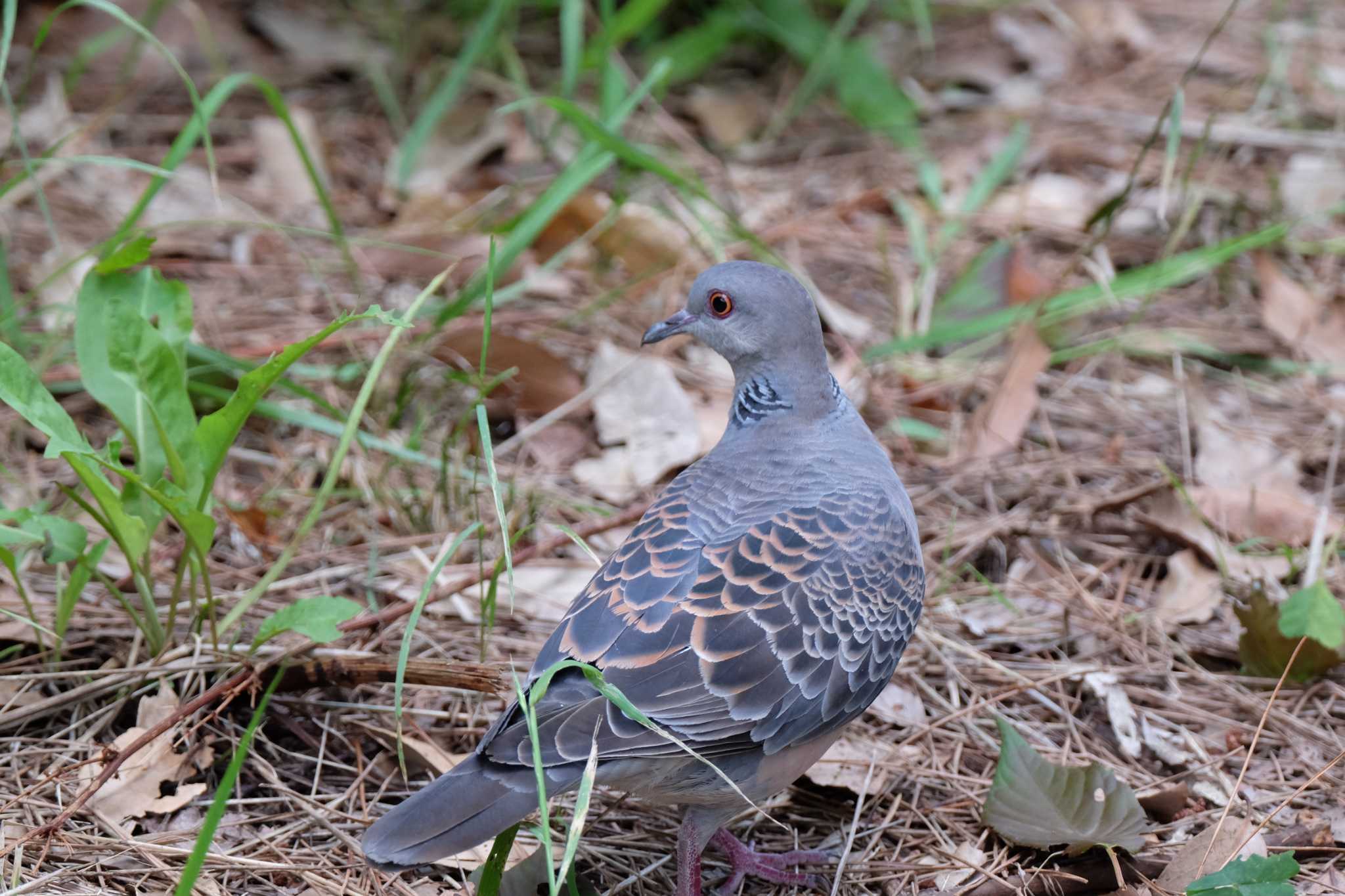 葛西臨海公園 キジバトの写真 by toru