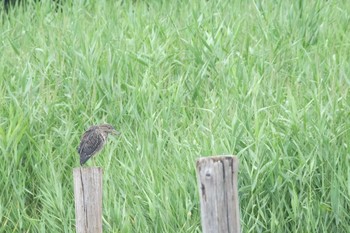 2019年7月20日(土) 葛西臨海公園の野鳥観察記録