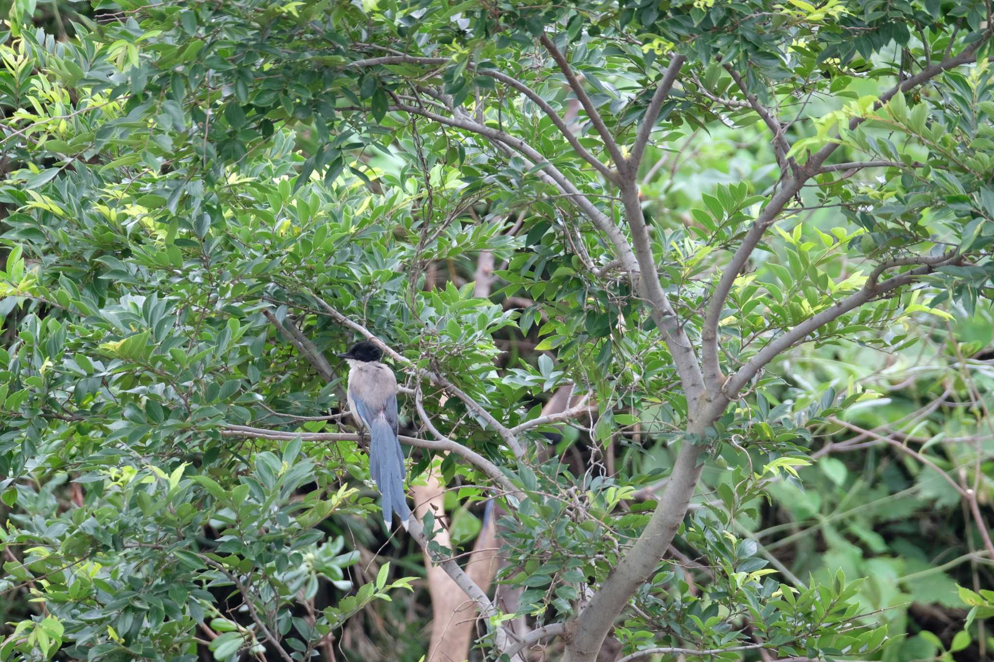 Photo of Azure-winged Magpie at Kasai Rinkai Park by toru