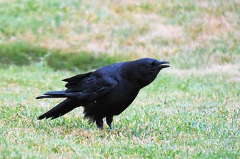 American Crow