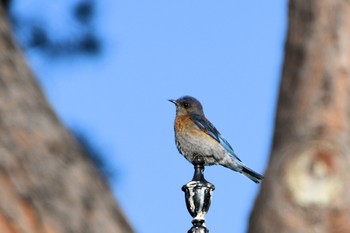 Western Bluebird カリフォルニア Tue, 6/25/2019