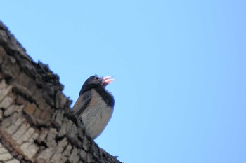 Dark-eyed Junco