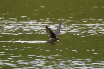 White-throated Needletail 札幌市 Sat, 7/20/2019