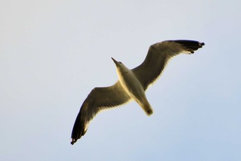 California Gull カリフォルニア Mon, 6/24/2019