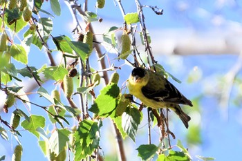 Lesser Goldfinch カリフォルニア Mon, 6/24/2019