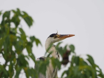 Grey Heron 栗東市 Sat, 7/20/2019