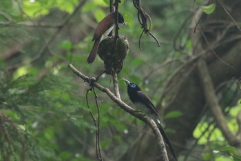 サンコウチョウ 森戸川源流 2019年7月20日(土)