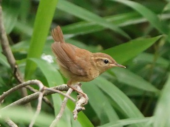 三重県民の森 Zoopicker