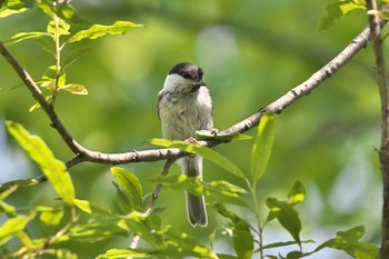 ハシブトガラ 阿寒国際ツルセンター 2019年7月9日(火)