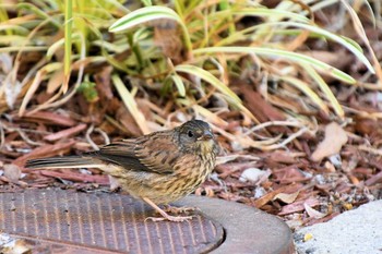 Dark-eyed Junco カリフォルニア Mon, 6/24/2019