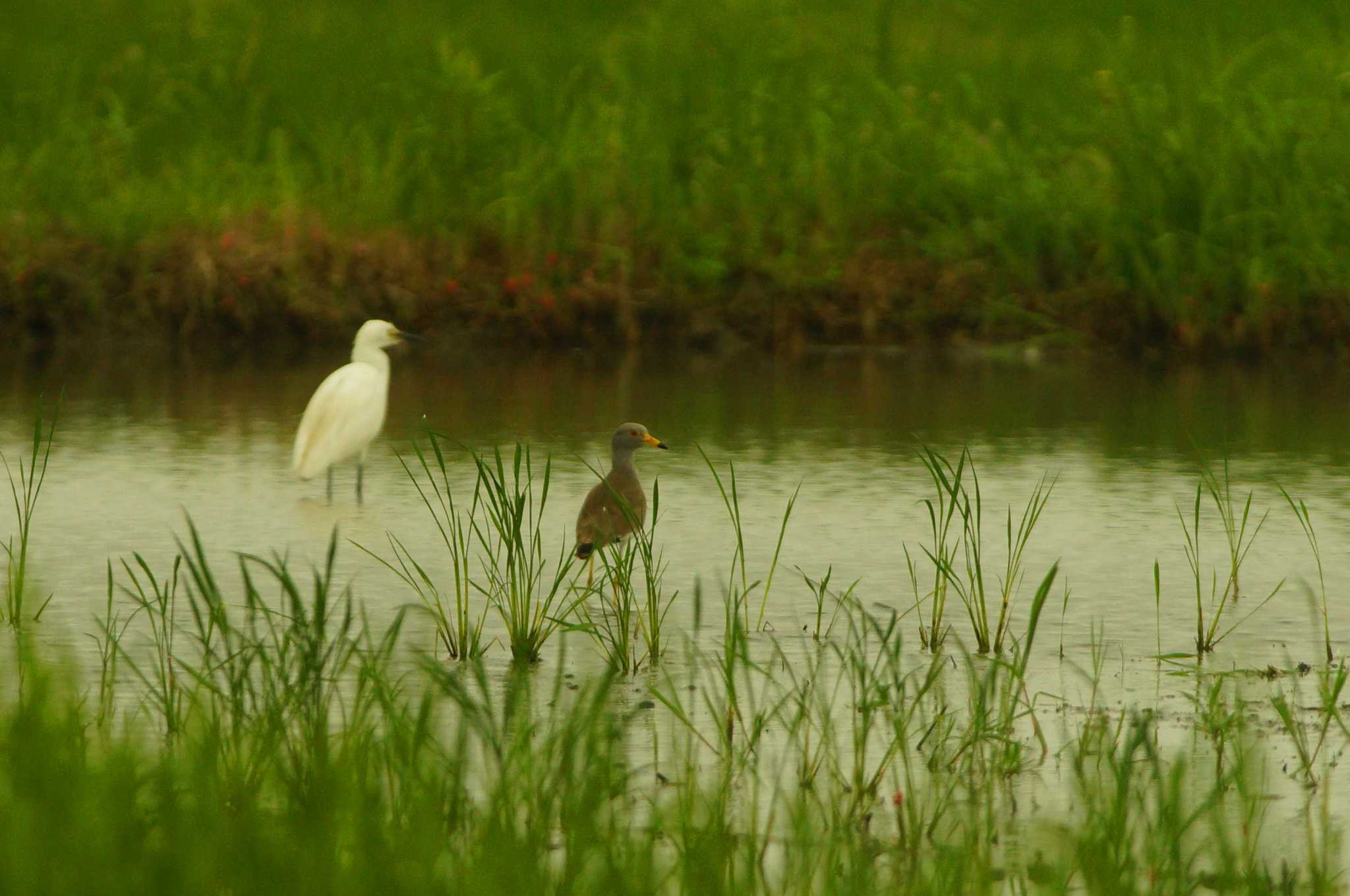 Grey-headed Lapwing