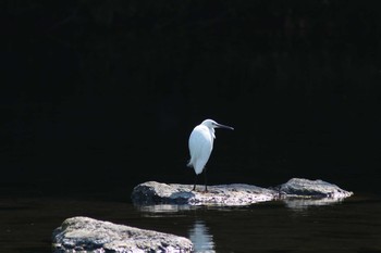 Little Egret Unknown Spots Fri, 5/4/2018