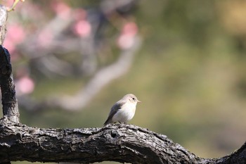 ニシオジロビタキ 日比谷公園 2019年3月2日(土)