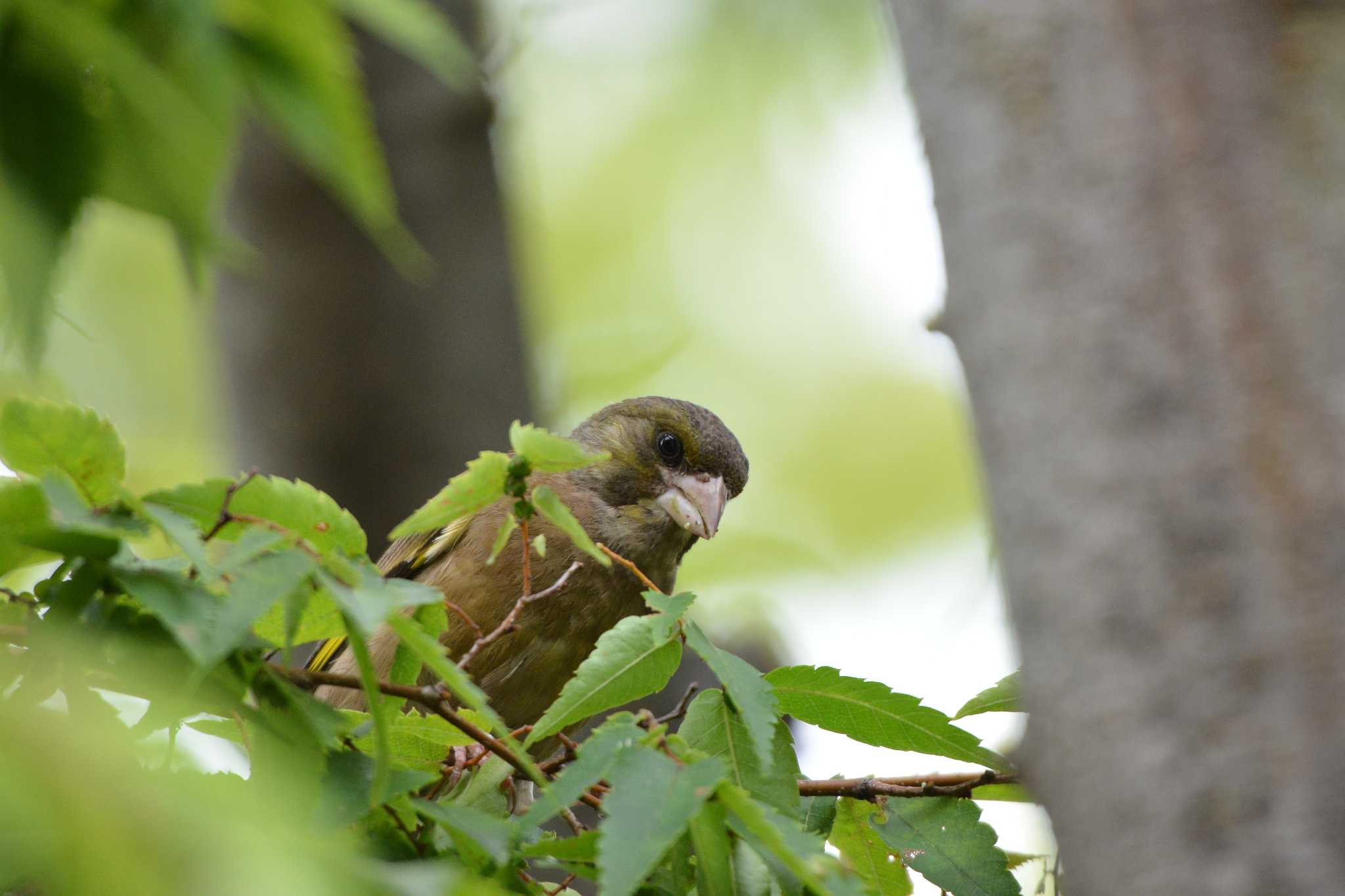 Photo of Grey-capped Greenfinch at Kasai Rinkai Park by Johnny cool