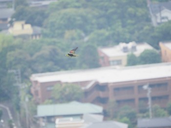 2019年7月21日(日) 湘南平の野鳥観察記録