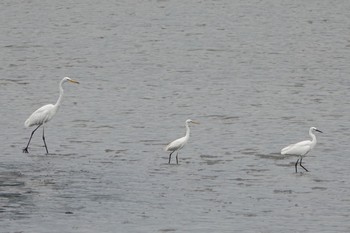 2019年7月21日(日) 東京港野鳥公園の野鳥観察記録