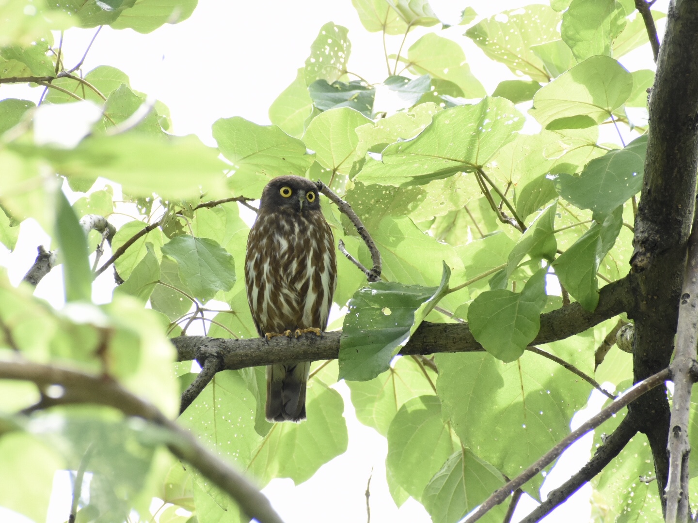  アオバズクの写真 by ヨウコ