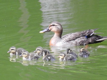 カルガモ 別所沼公園(埼玉県) 2019年7月21日(日)