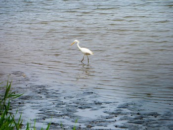 カラシラサギ 東京港野鳥公園 2019年7月21日(日)