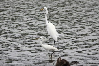 カラシラサギ 東京港野鳥公園 2019年7月21日(日)