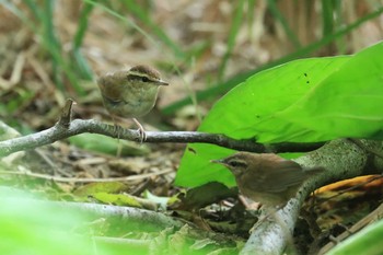 2019年7月21日(日) 北海道 七飯町 大沼公園の野鳥観察記録