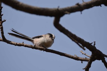 Long-tailed Tit 神代植物園 Sun, 2/10/2019