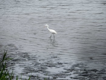 カラシラサギ 東京港野鳥公園 2019年7月21日(日)