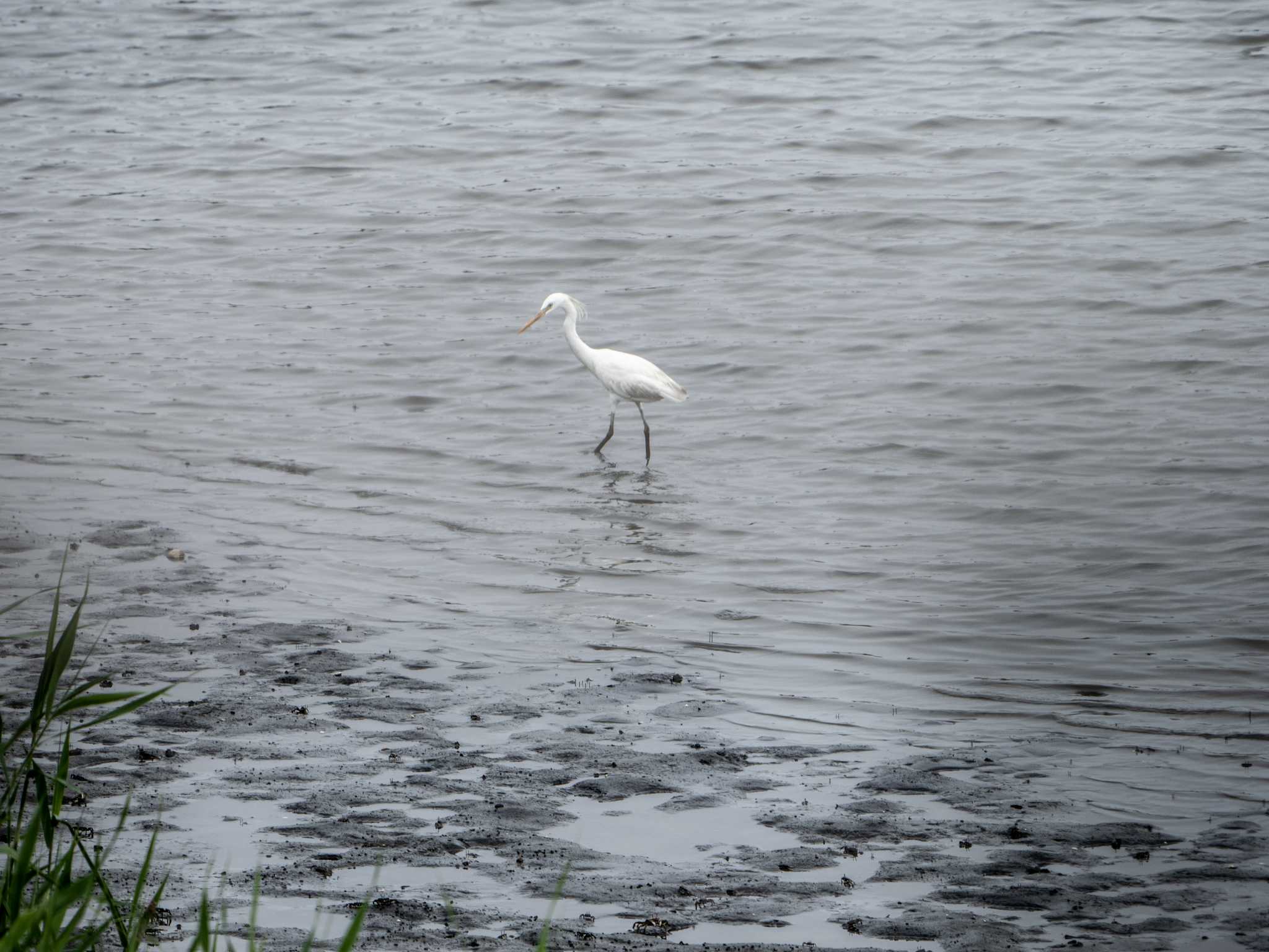 東京港野鳥公園 カラシラサギの写真 by ふなきち