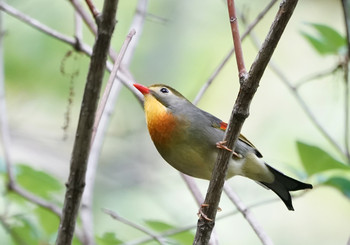 Red-billed Leiothrix 山梨県 Fri, 6/14/2019