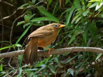 Chinese Hwamei 武蔵丘陵森林公園 Tue, 6/25/2019