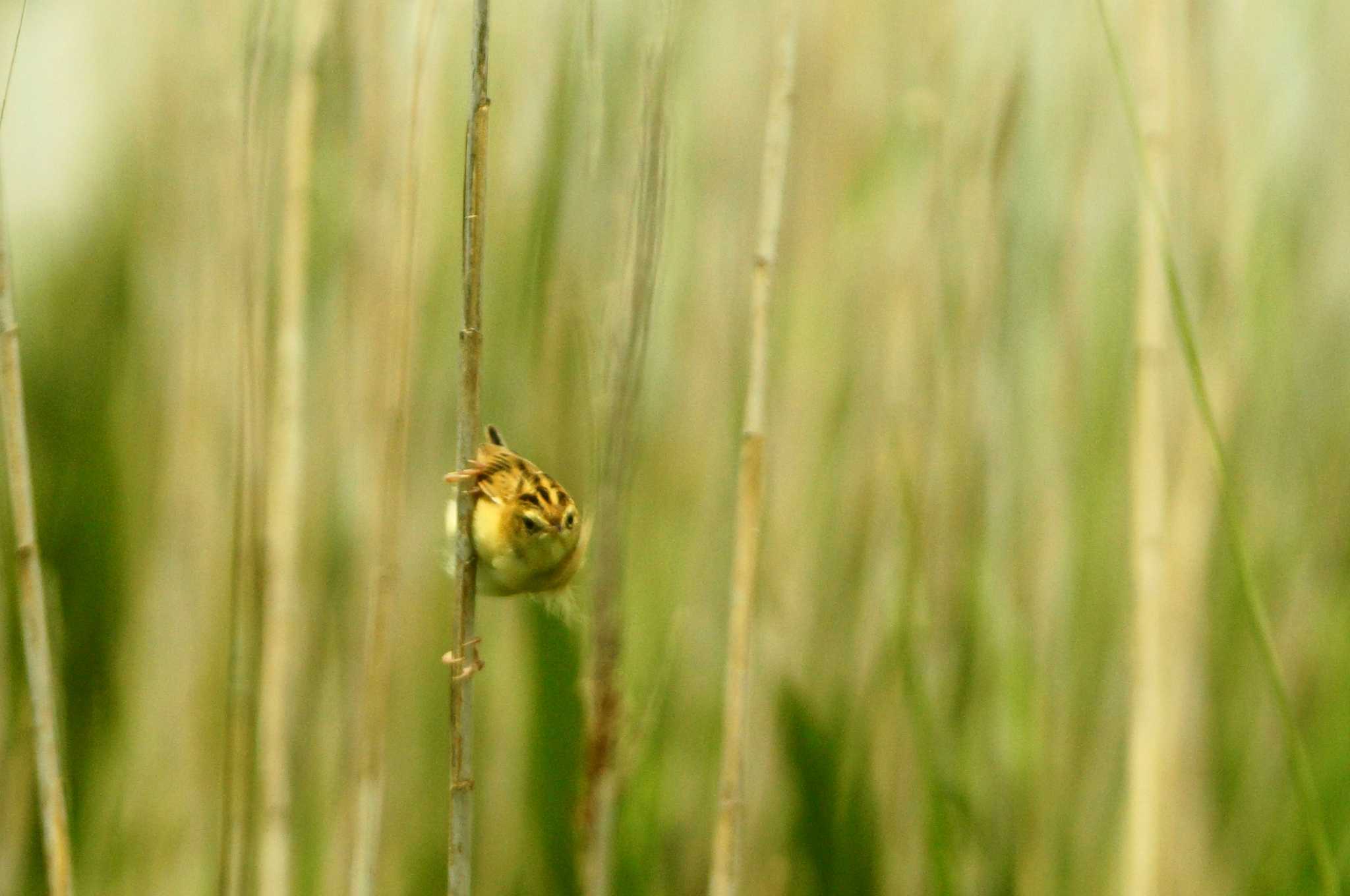 Zitting Cisticola