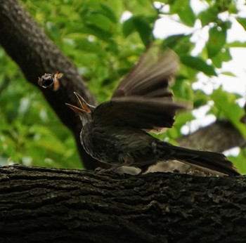 Brown-eared Bulbul Kasai Rinkai Park Sat, 7/20/2019