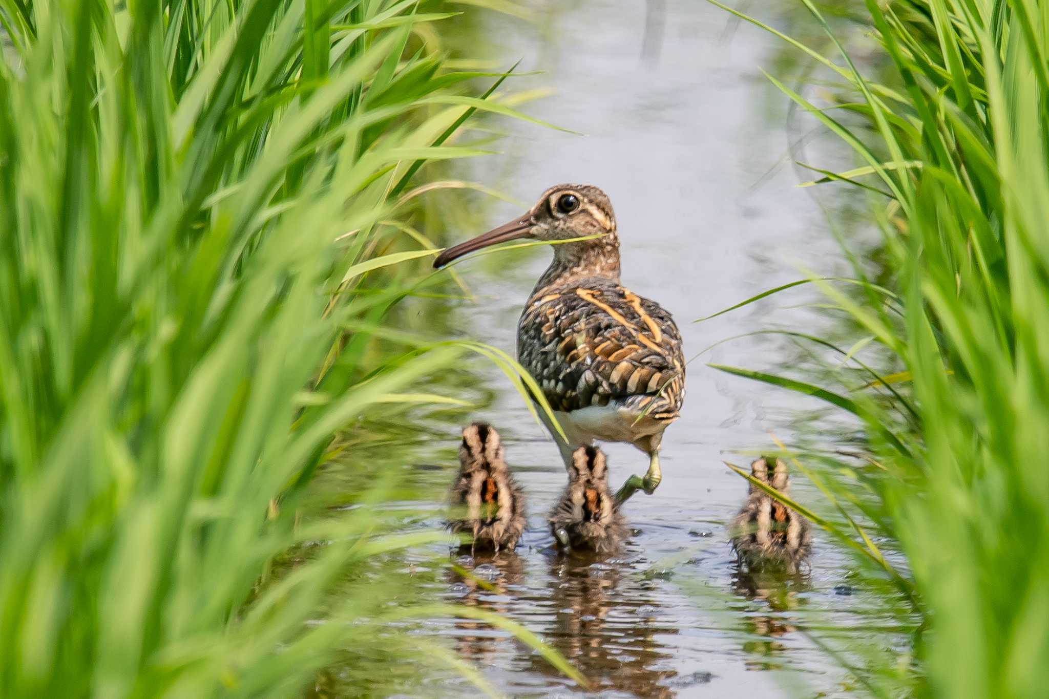 Photo of Greater Painted-snipe at 明石市 by ときのたまお