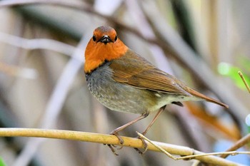 Japanese Robin Hegura Island Mon, 4/29/2019