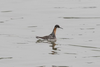 2019年7月22日(月) 星が浦川の野鳥観察記録