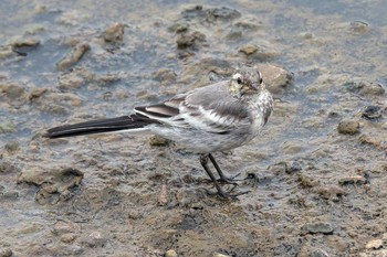 ハクセキレイ 星が浦川 2019年7月22日(月)