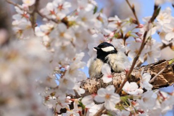 シジュウカラ 善福寺川緑地 2019年4月6日(土)