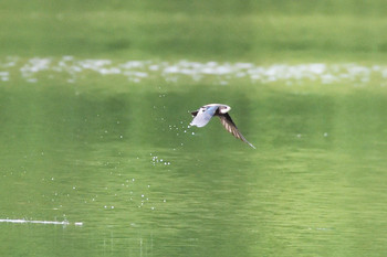 White-throated Needletail 札幌市 Sat, 7/20/2019