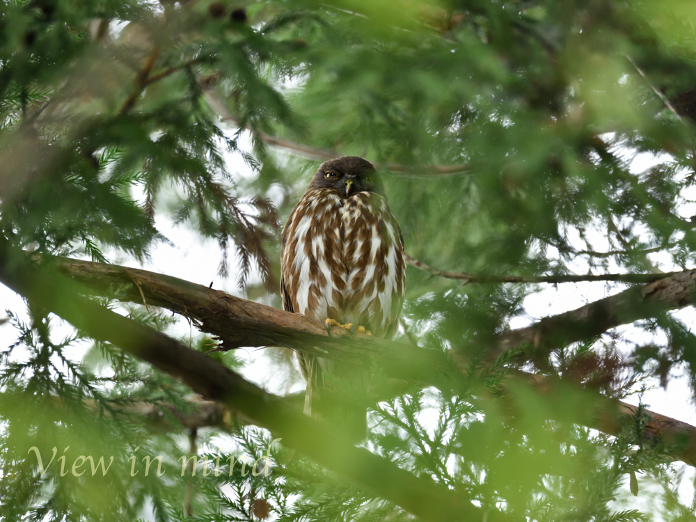 栃木県 アオバズクの写真 by あおばずく