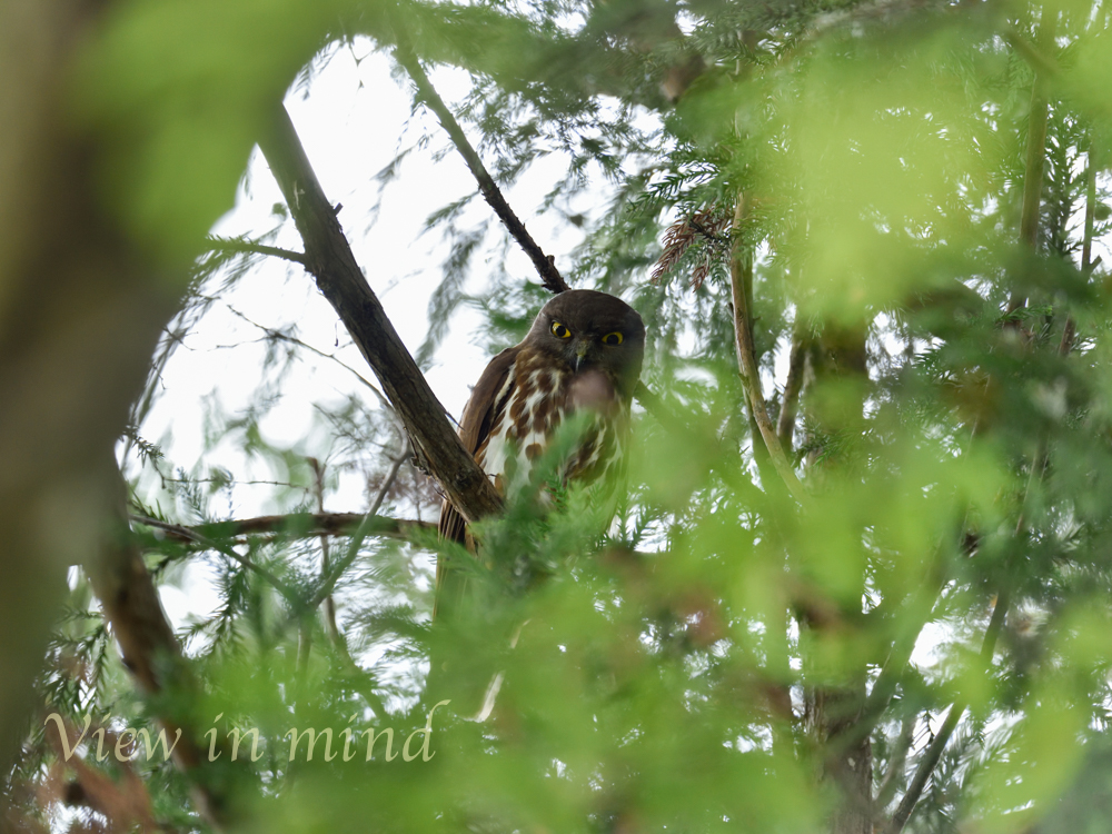 栃木県 アオバズクの写真