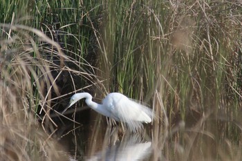 Medium Egret Unknown Spots Fri, 5/4/2018