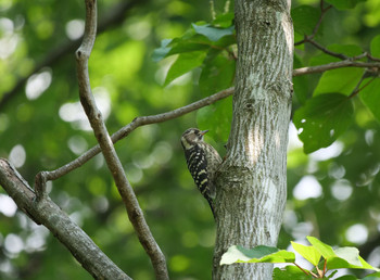 Japanese Pygmy Woodpecker 武蔵丘陵森林公園 Tue, 6/25/2019