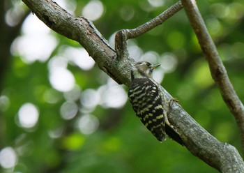 Japanese Pygmy Woodpecker 武蔵丘陵森林公園 Tue, 6/25/2019