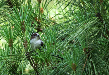 Long-tailed Tit 武蔵丘陵森林公園 Tue, 6/25/2019